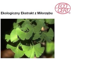 GINKGO ECO - MIŁORZĄB (ekstrakt ekologiczny)