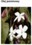 JASMINE OIL L.C. - JAŚMIN (olej)