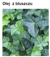 IVY OIL - BLUSZCZ (olej)