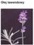 LAVENDER OIL - LAWENDA (olej)
