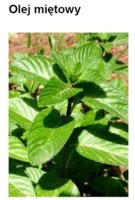 MINT OIL - MIĘTA PIEPRZOWA (olej)