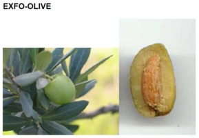 EXFO-OLIVE BODY - OLIWKA EUROPEJSKA (peeling do ciała)