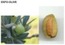 EXFO-OLIVE FACE - OLIWKA EUROPEJSKA (peeling do twarzy)