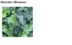 IVY EXTRACT H.GL.MS - BLUSZCZ (ekstrakt glicerynowo-wodny)